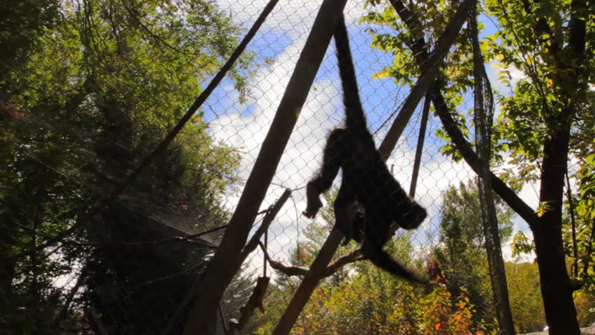 A spider monkey hanging from its tail at the zoo