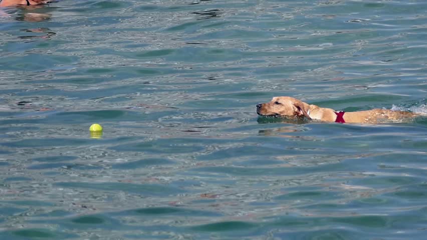Dog playing in the sea, swimming and catching a ball, a sunny day.Slow motion.