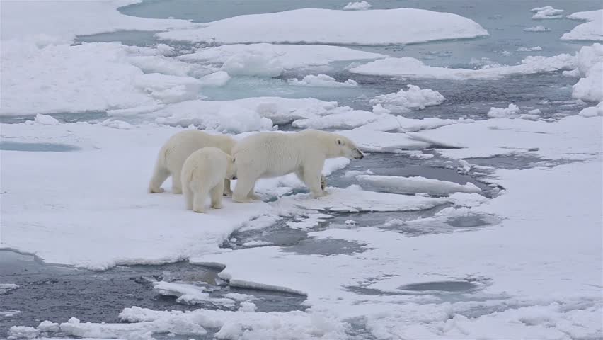 Polar bear sow and two cubs walking on the sea ice in Polar Bear Pass north off Baffin Island in Nunavut, Canada. (Nunavut, Canada 2010s) Royalty-Free Stock Footage #18662639