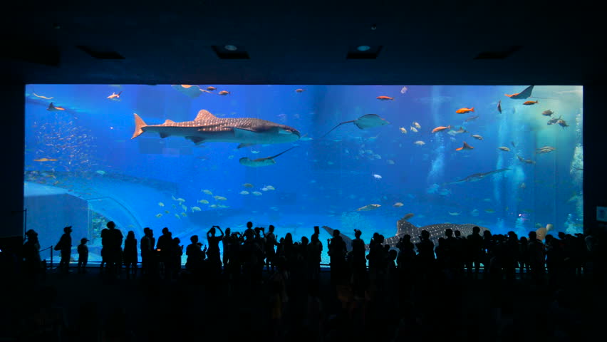Okinawa Aquarium 4k With Beautiful 库存影片视频 100 免版税 Shutterstock