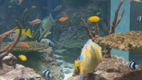 4K Aquarium Background Video.
Tropical fish aquarium background video.
