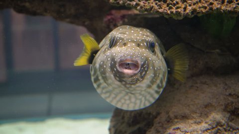 Cute Pufferfish 4K.
Funny face of a cute blowfish or pufferfish in coral reef in a tropical fish aquarium.
