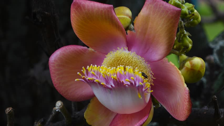 Couroupita guianensis С†РІРµС‚РѕРє