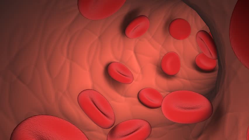 Blood cell inside vein moving through  animation.