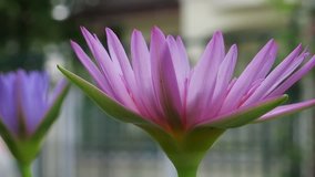 Macro of beautiful fresh pink lotus flower and green leaf closeup outdoor nature garden blur background