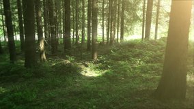 Trunks of Trees in the Forest with Sunlight. Full HD 1920x1080 Video Clip  