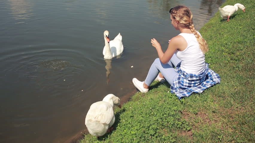 swan-feeding