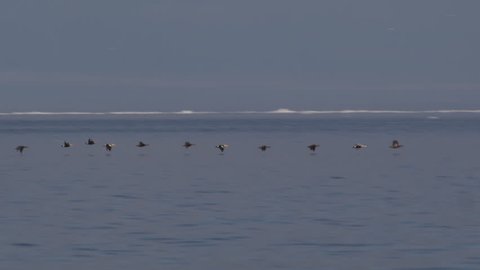 Slow motion - common eiders flying low over arctic sea with icebergs in background on sunny day - A026 C079 06186X 001