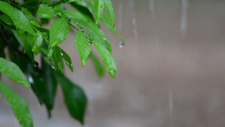 Rain Through the Leaves,rainy,rain On Stock Footage Video (100% Royalty ...