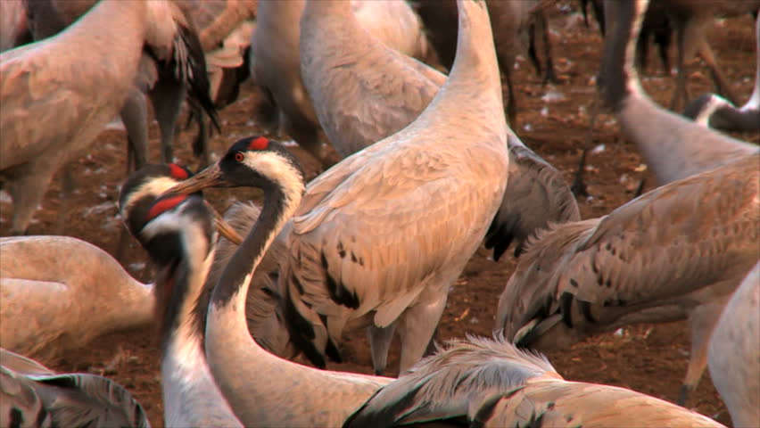 European cranes feeding in field amongst flock / Hula Valley, Upper Galilee,  Israel
