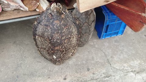 Poached endangered Hawksbill Turtle shell and dead coral found in the Guatemalan street markets, often sold as decor.
