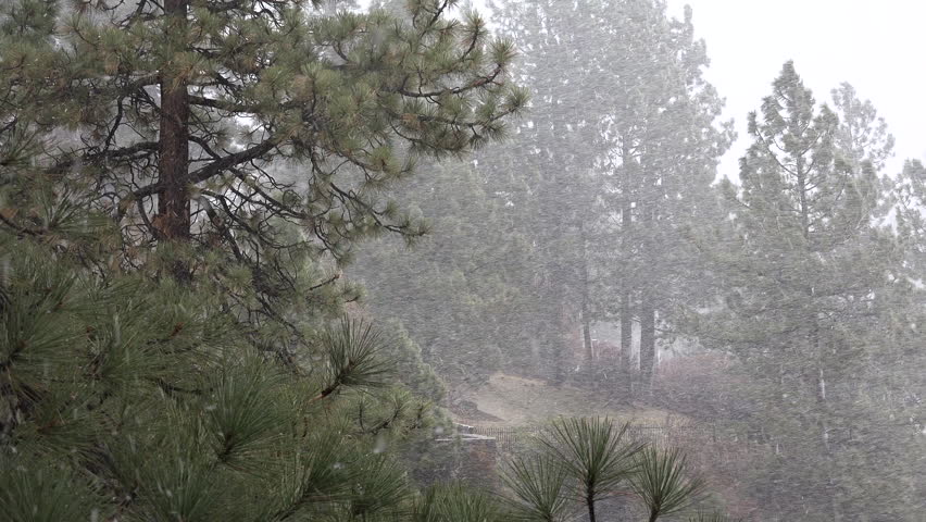A blinding snowstorm strikes in the Sierra Nevada mountains. (Sierra Nevada, California 2010s)