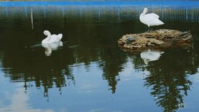Swans swimming in a lake, 4k video
