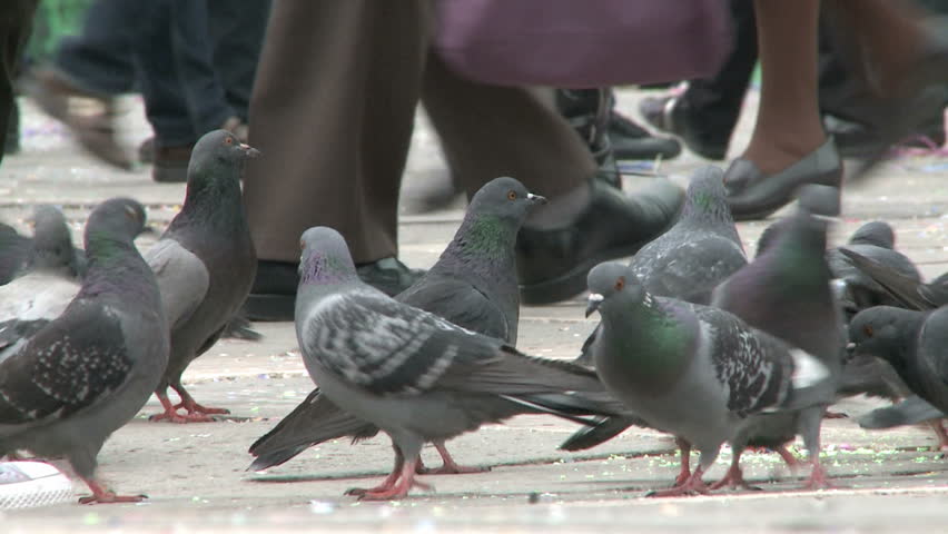 Pigeons on St. Mark's Square in Venice