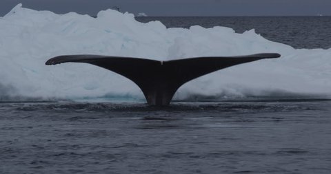 Right whale breaths steam and shows fluke as it dives under iceberg - A026 C183 0619CZ 001