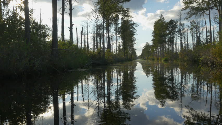 AERIAL: Amazing wetlands swamp canal with tall mossy trees in beautiful summer evening. Gorgeous reflection of cypress swamp tree canopies with beautiful spanish moss in calm glassy water surface