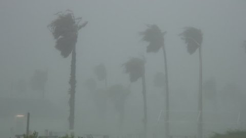 South Padre Island, TX/US - June 6, 2013 [Hurricane Alex winds producing whiteout conditions with blowing rain and bending palm trees.]
