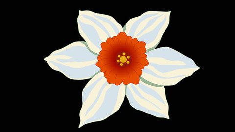 Flower white Narcissus. The view of flower from the top. Hand-drawn animation of blooming flower bud. Alpha channel. Frame rate 25. 
