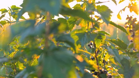 Blackcurrant fruit with sunrise glowing through the leaves. Sliding movement of the camera.