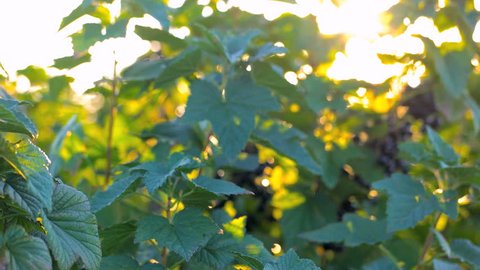 Blackcurrant at sunrise. Camera dolly movement revealing the fruit.