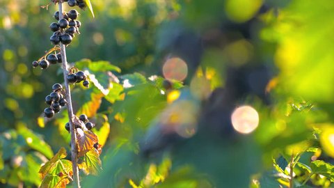 Blackcurrant in golden sunrise light. Dolly movement of the camera revaling the fruit.