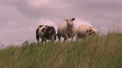 Three sheep graze on a dike and bleat - low angle. Many dikes are covered with grass and maintained by grazing sheep. VOLENDAM, THE NETHERLANDS.