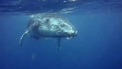 Curious Humpback whale calf comes very close to us front on after coming up to breath, Kingdom of Tonga