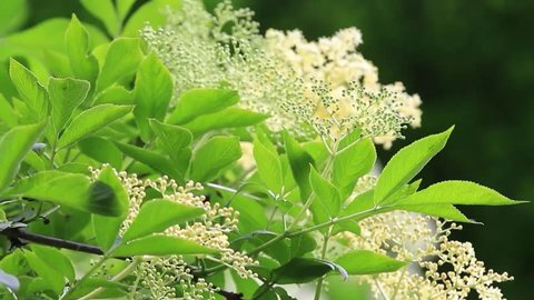 Elderflower is last flowers of spring are the most intense healing properties. Rain fed, bathed in the light of the sun getting stronger and caressed by gentle winds of May 2
