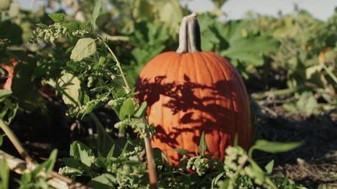 Стоковое видео: Close up of a pumpkin on the ground, in a pumpkin patch
