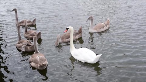 A lot of swans on the lake, gray and white swans are very beautiful birds