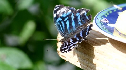 Blue glassy tiger butterfly (Ideopsis vulgaris) resting in the sun 