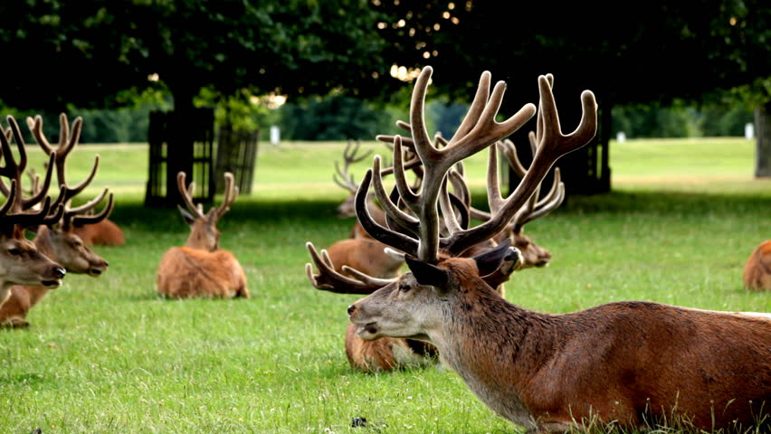 A collection of stags chewing in Royal Richmond Park, London, England