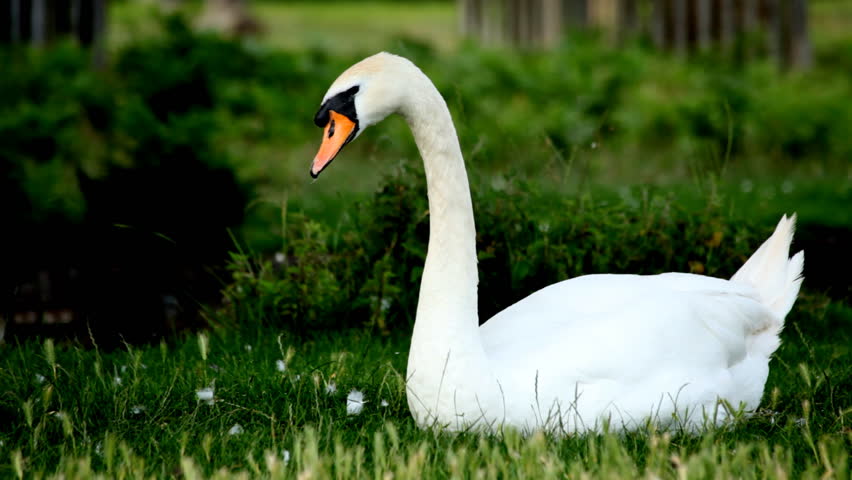 A Swan Shakes its Head Stock Footage Video (100% Royalty-free) 1871692 ...