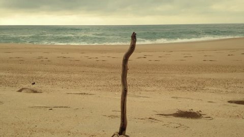 The branch and the sea