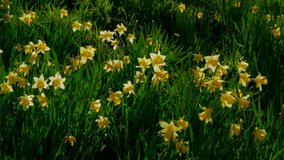 Daffodil'S On Riverbank; Farndale North Yorkshire