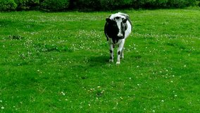 Cow goes through a meadow.