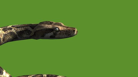 Snake & jungle carpet python open mouth attack,sliding decorative non venomous,wild animal herpetology background. cg_01990