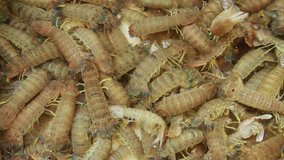 Mantis shrimp in a water tank at a seafood market in Hong Kong. - Powered by Shutterstock - Get 15% off with code: PIKWIZARD15