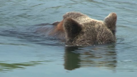 bear looking for fish underwater
