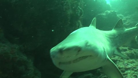 Dangerous Bull Shark (Carcharhinus leucas) Underwater Video