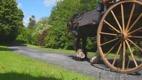 Passing shot of Jarvey, Horse & Carriage at Dromoland Castle