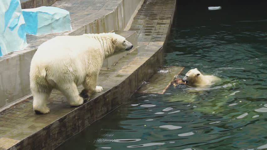 Young polar bear playing in the water, and his mother walking along the pool, slow motion