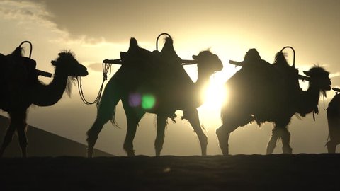 camels walking on desert at sunset, Dunhuang