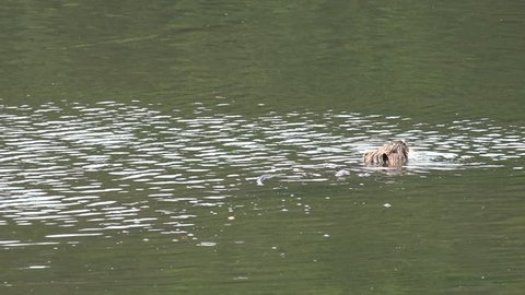 Coypu Nutria swimming in the lake and Euryale ferox