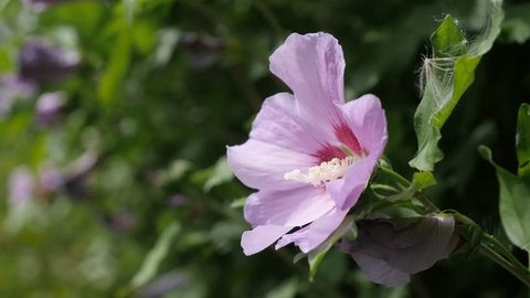 Common rose of Sharon Malvaceae plant branch 4K 2160p 30fps UltraHD footage - Beautiful Hibiscus syriacus pink flower bud hidden in the shrub 3840X2160 UHD video