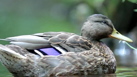 Cinemagraph seamless motion loop video background of an adorable and cute female mallard. She opens and closes her eye. The rest is frozen in time. Location: Lund, Sweden.