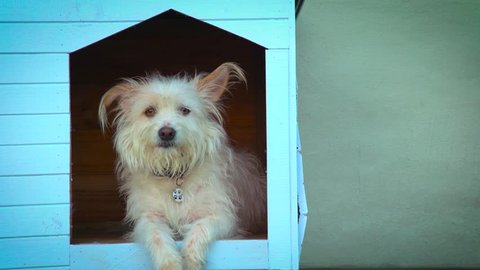 Cute,scruffy,white dog looking out of kennel