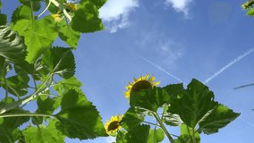 Sunflowers (4K UHD footage)