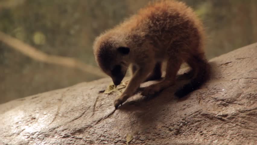 A baby meerkat at the zoo