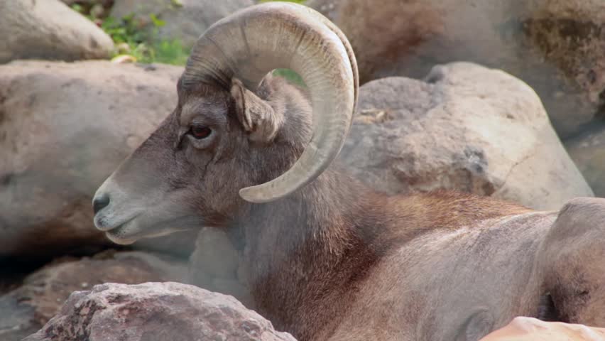 Big Horn Sheep at a zoo